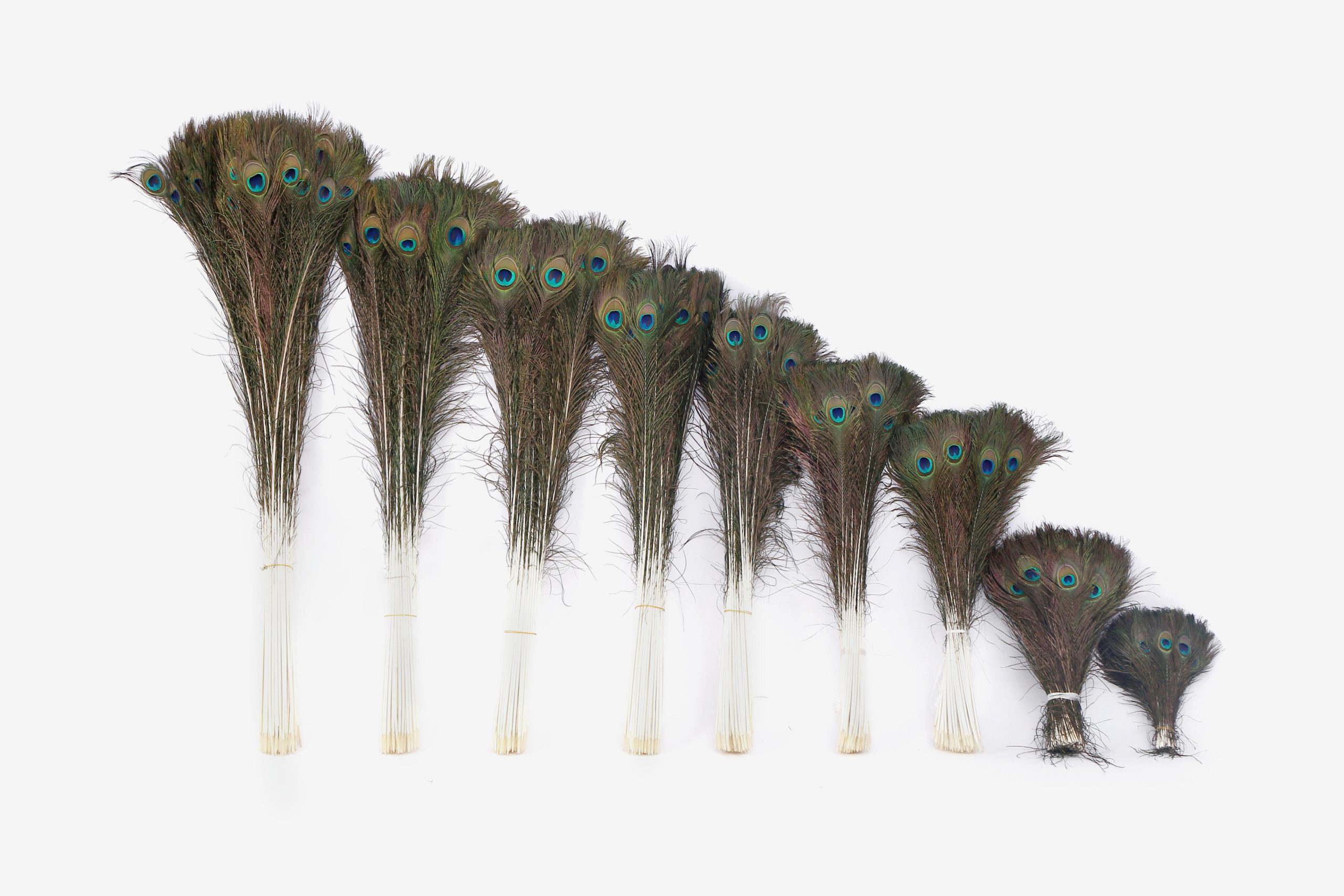Thai peacock feathers in our available sizes