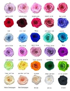 Available rose colors